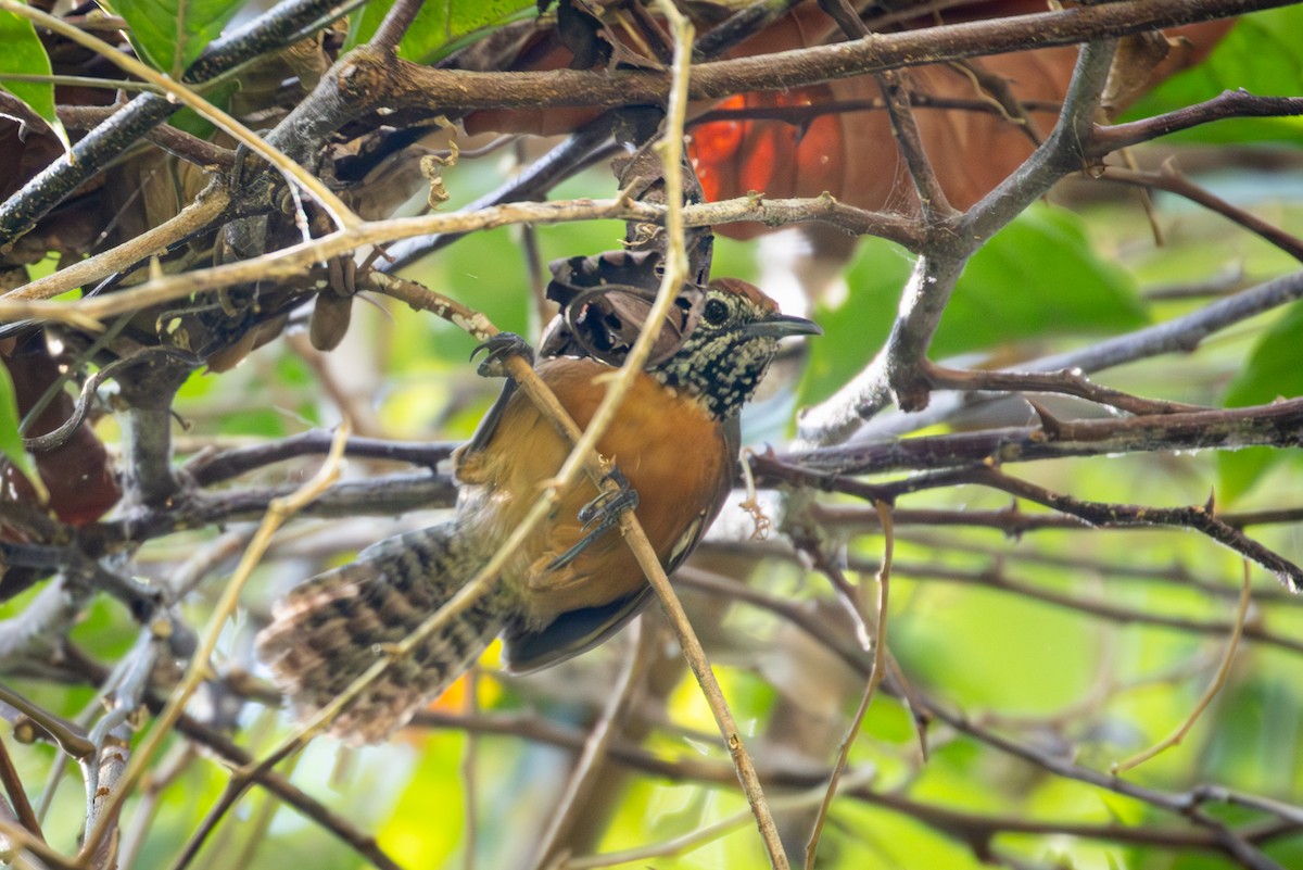 Rufous-breasted Wren - ML618622057