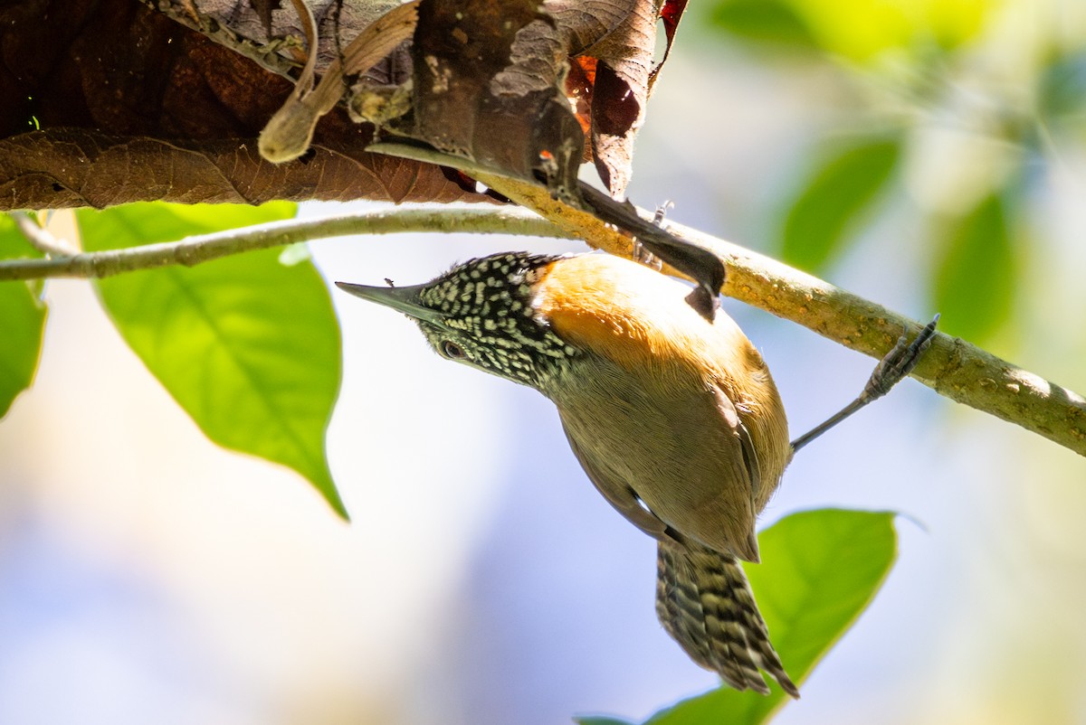 Rufous-breasted Wren - ML618622059