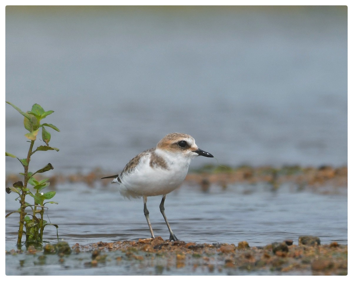 Kentish Plover - ML618622072