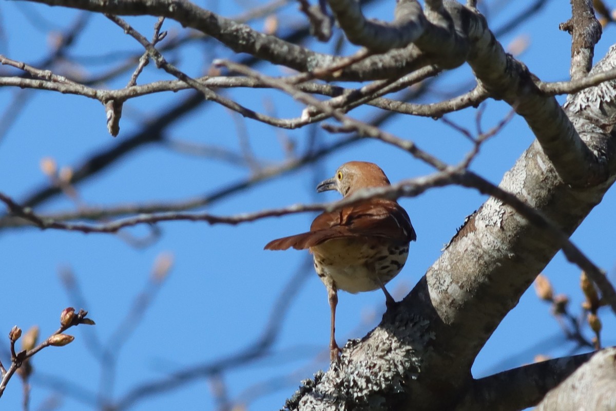 Brown Thrasher - ML618622090