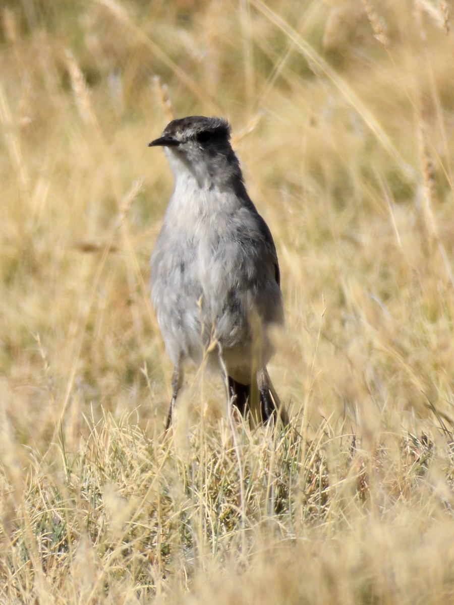 Black-fronted Ground-Tyrant - Pablo Demaio