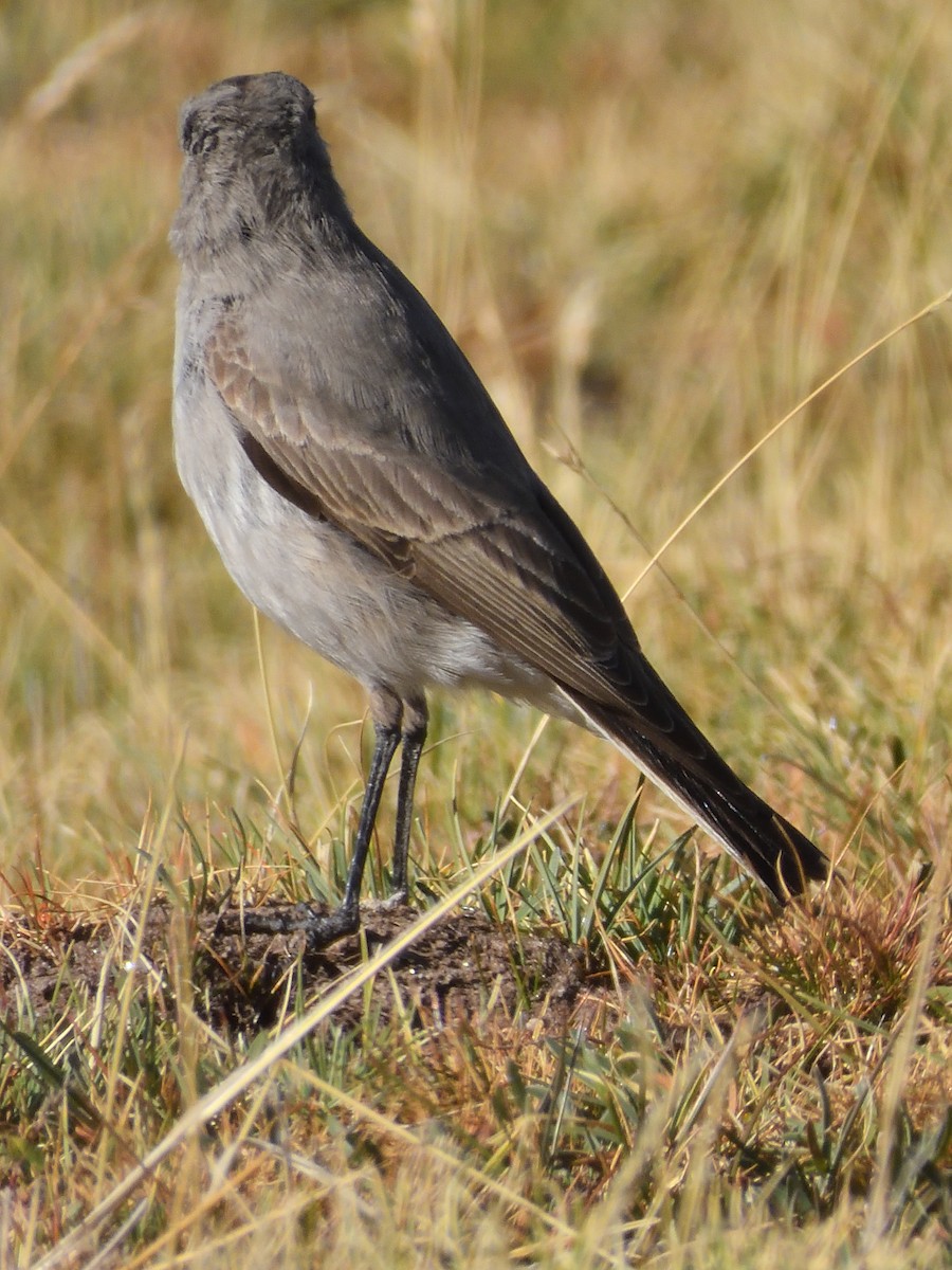 Black-fronted Ground-Tyrant - ML618622121