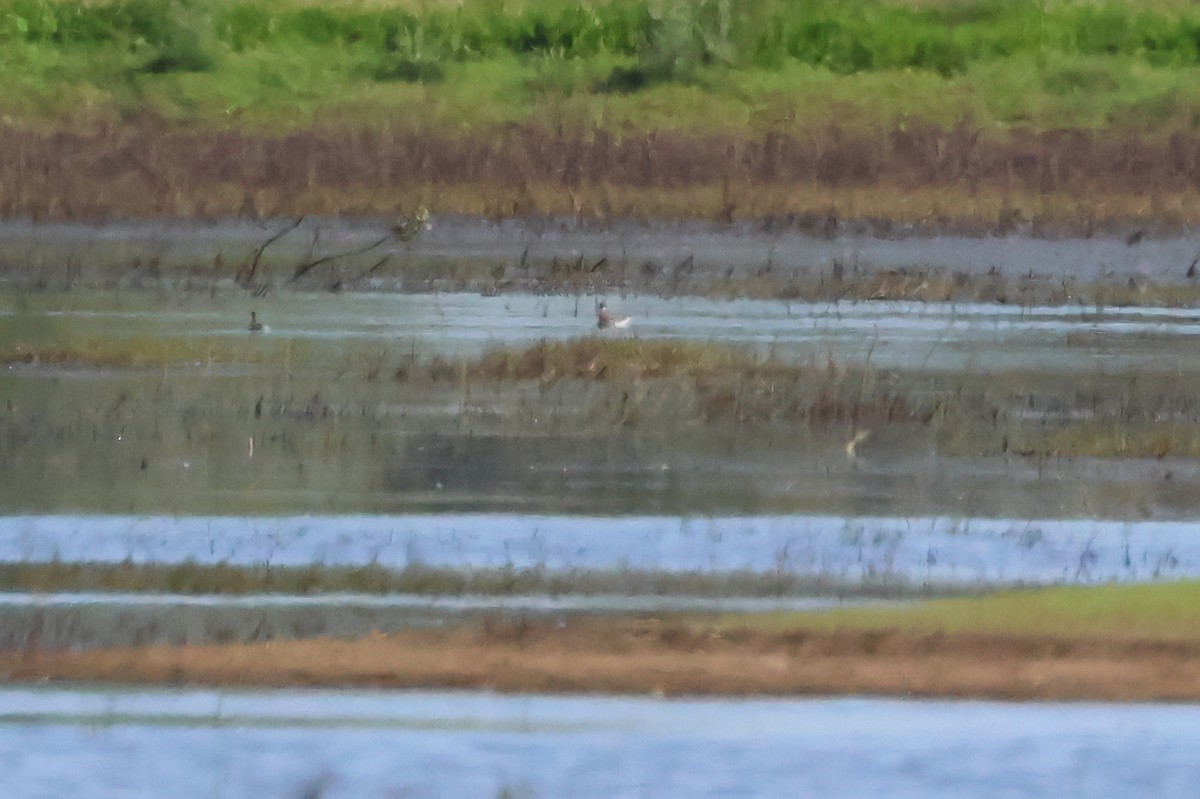 Phalarope à bec étroit - ML618622141