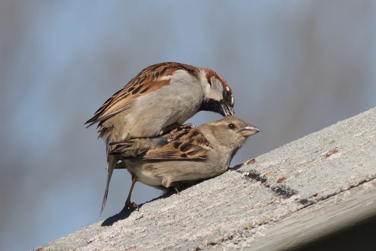 Moineau domestique - ML618622150