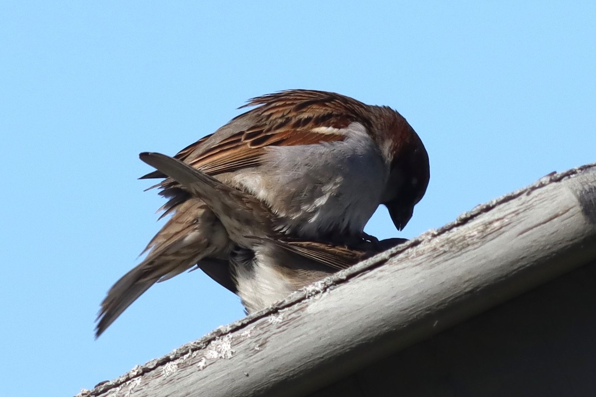 House Sparrow - ML618622151