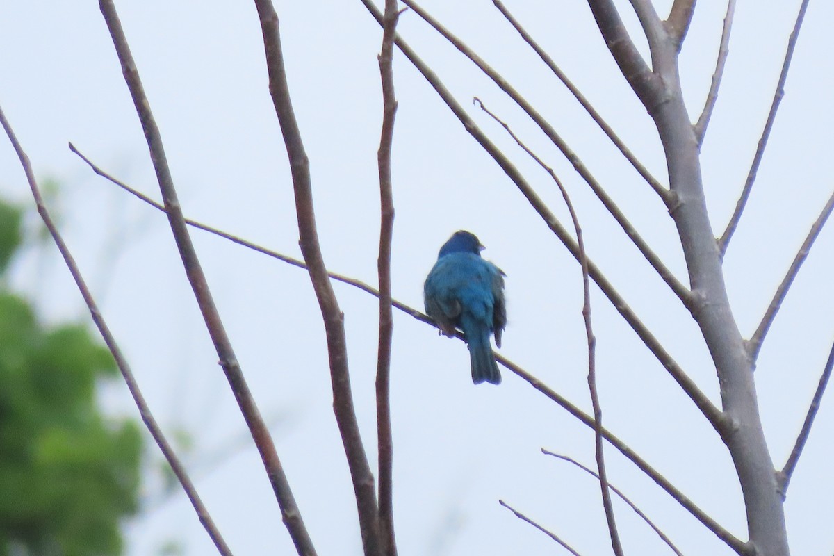 Indigo Bunting - Barb Gregory