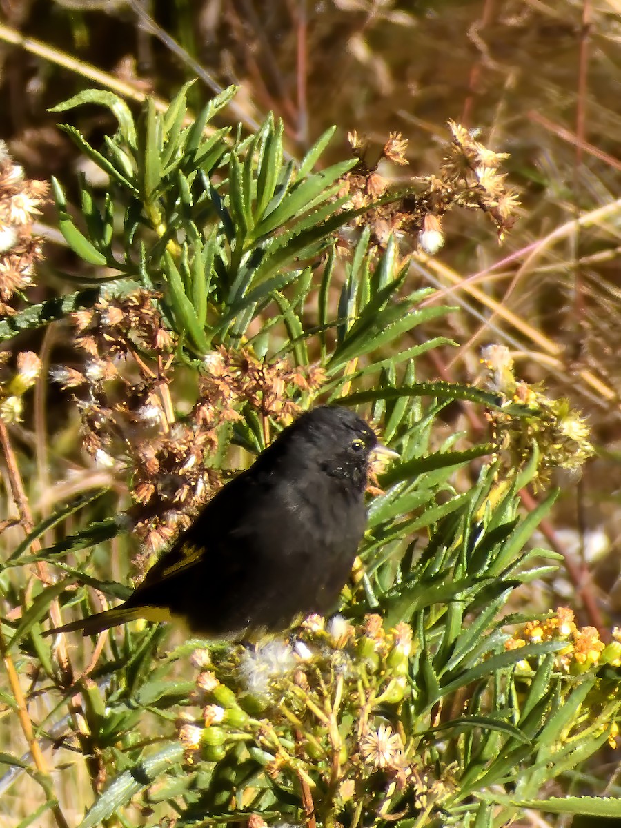 Black Siskin - Pablo Demaio