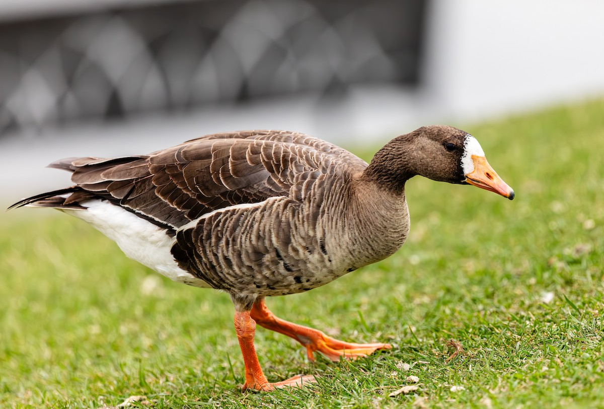 Greater White-fronted Goose - ML618622192