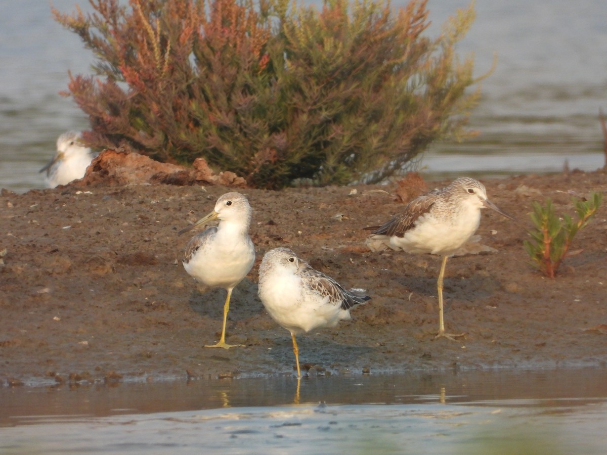 Nordmann's Greenshank - ML618622199