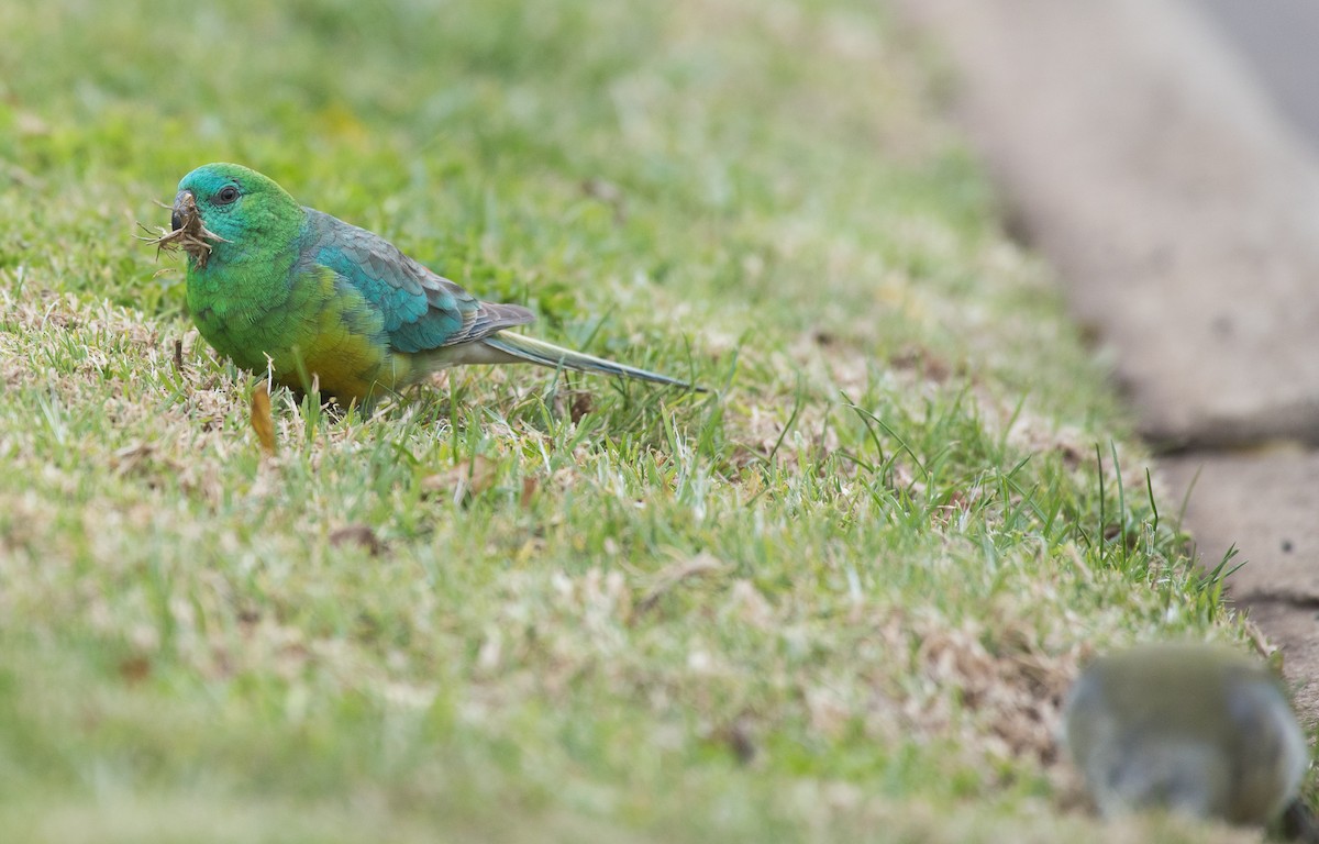 Red-rumped Parrot - ML61862221