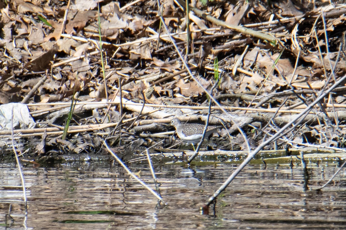 Solitary Sandpiper - ML618622211