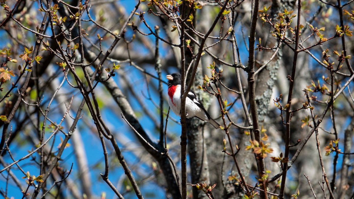 Rose-breasted Grosbeak - ML618622272