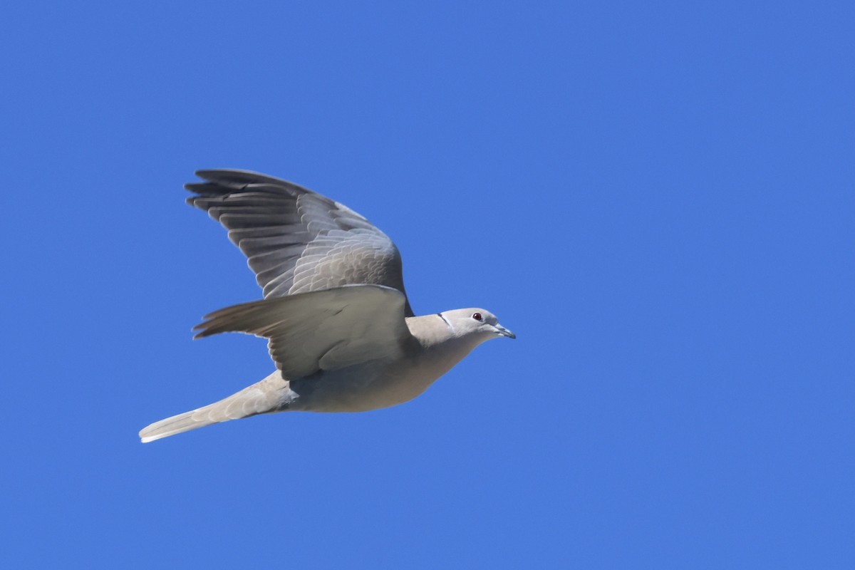 Eurasian Collared-Dove - ML618622309