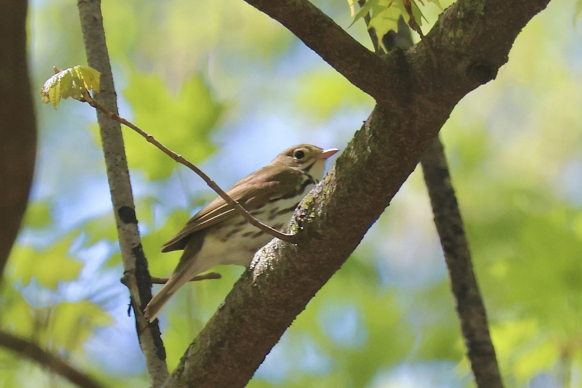 Ovenbird - ML618622323