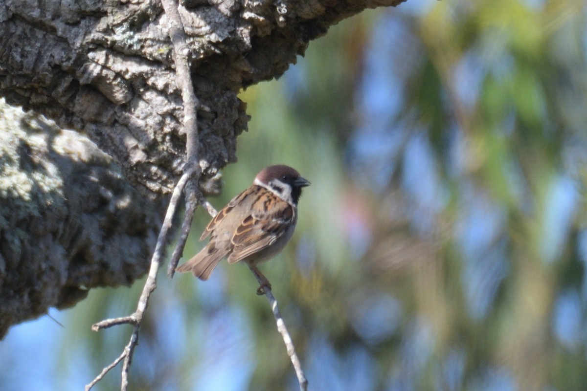 Eurasian Tree Sparrow - ML618622338
