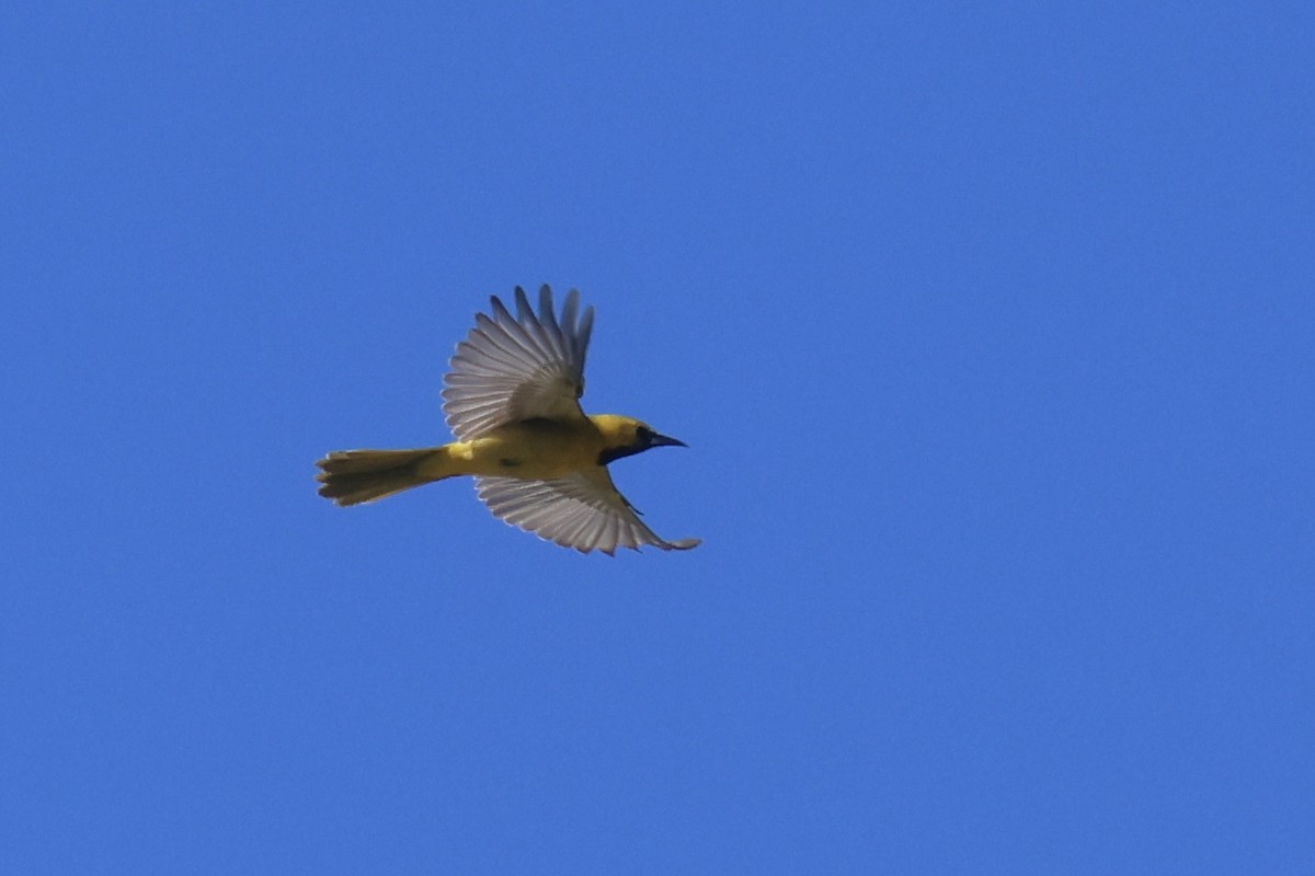 Hooded Oriole - ML618622342