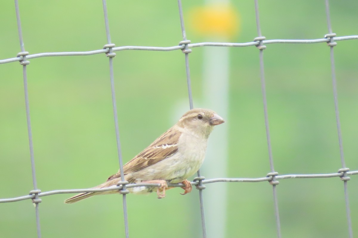 House Sparrow - Barb Gregory