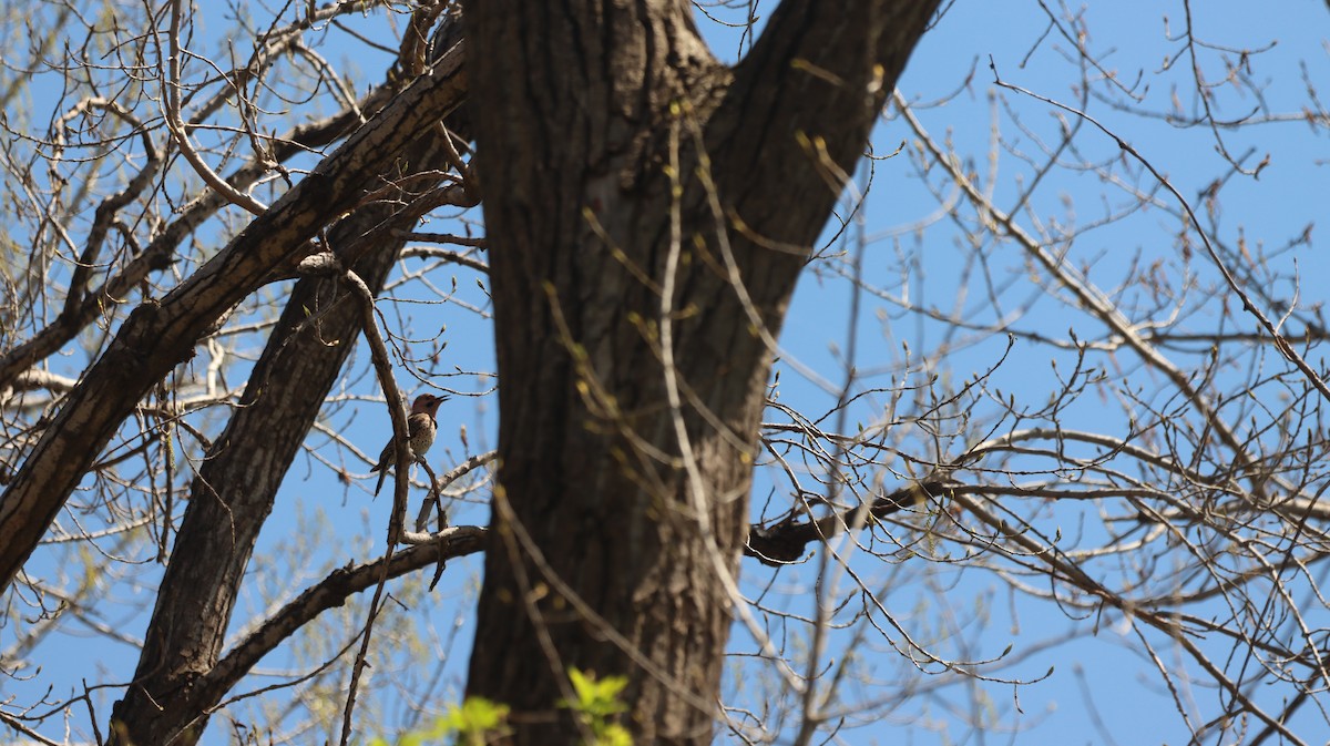 Northern Flicker - malcolm mcrae