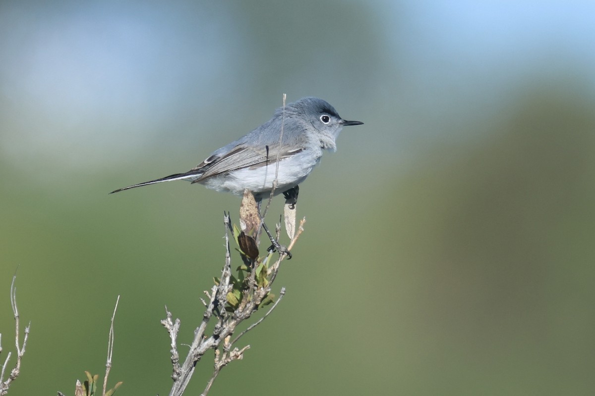 Blue-gray Gnatcatcher - ML618622368