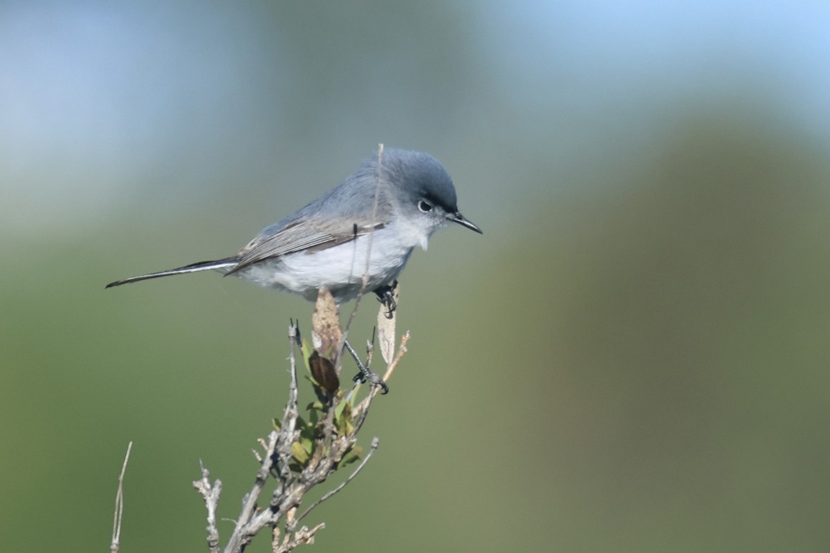 Blue-gray Gnatcatcher - ML618622369