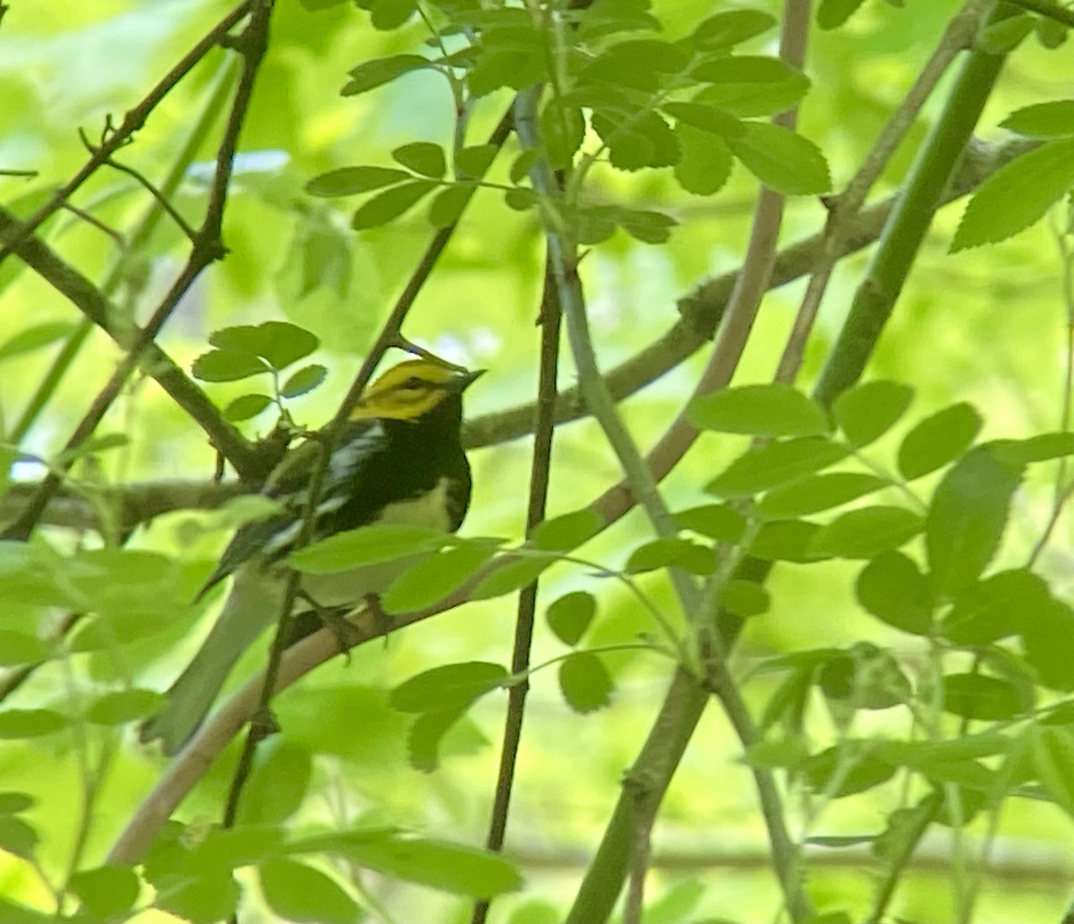 Black-throated Green Warbler - ML618622386