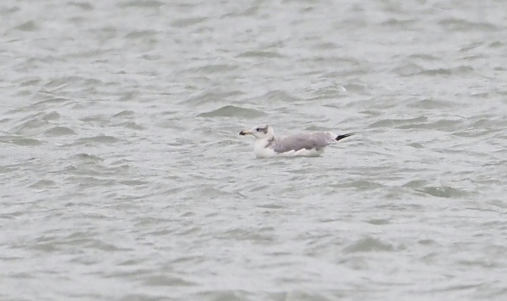 Pallas's Gull - Asmus Schröter