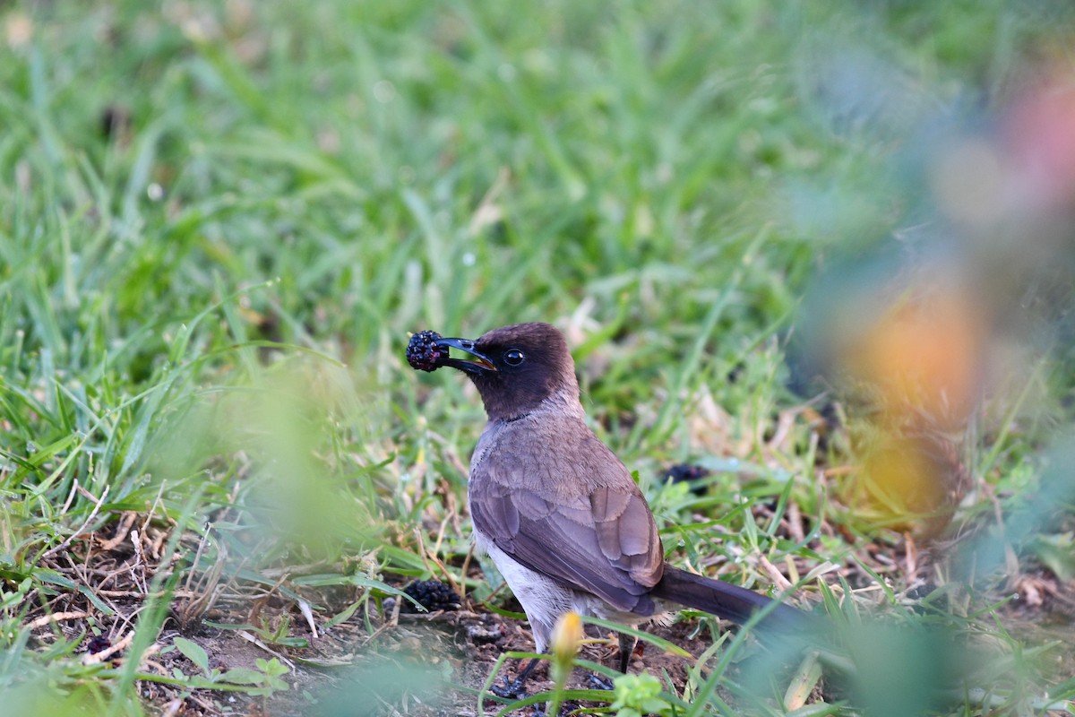 bulbul zahradní [skupina barbatus] - ML618622396