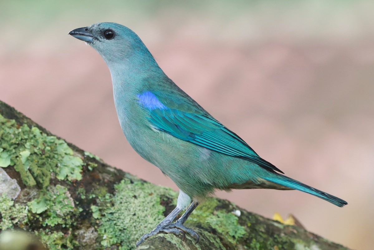 Azure-shouldered Tanager - João Paulo Durante