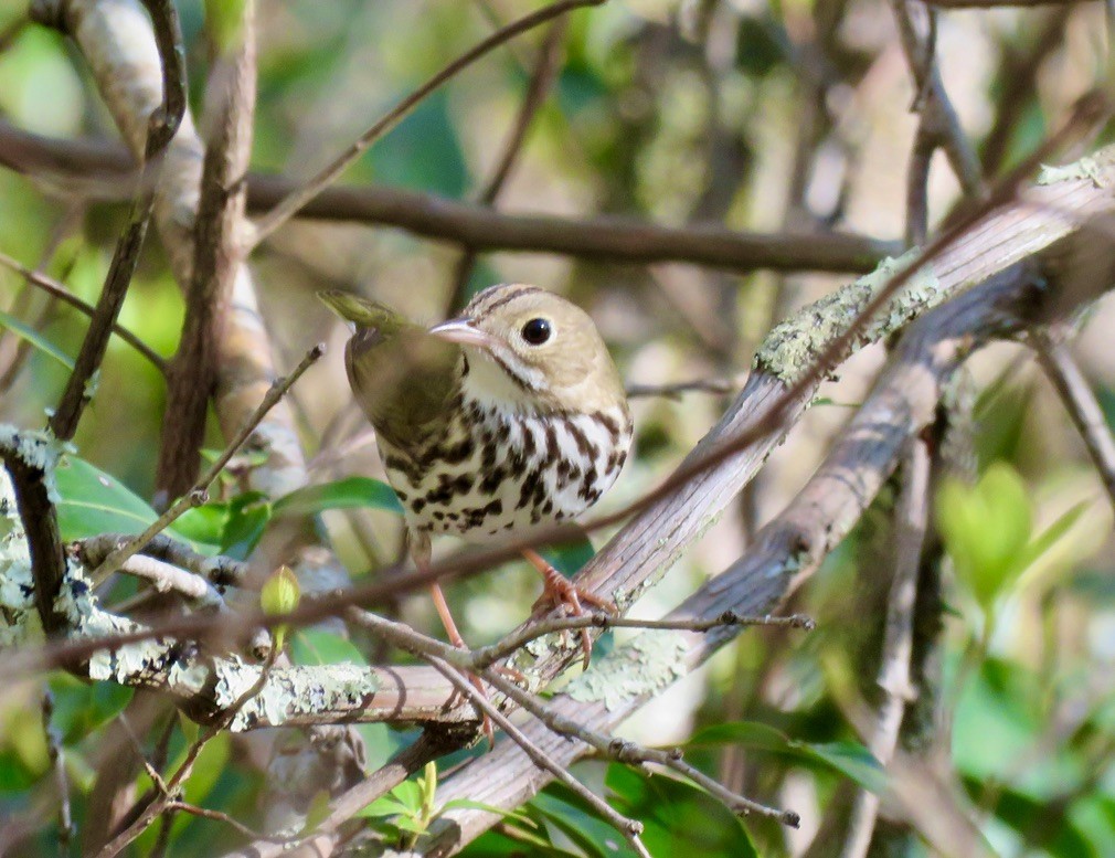 Ovenbird - Michael Good