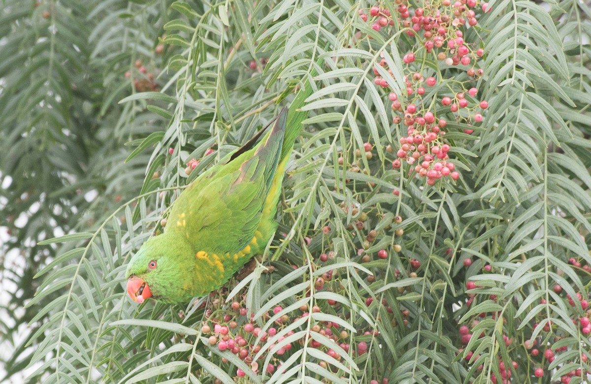 Scaly-breasted Lorikeet - ML61862241