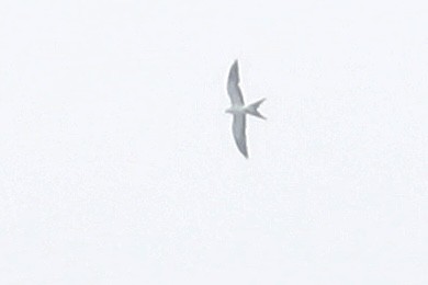 Swallow-tailed Kite - ML618622413
