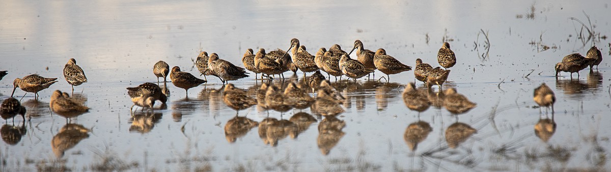 Long-billed Dowitcher - ML618622419