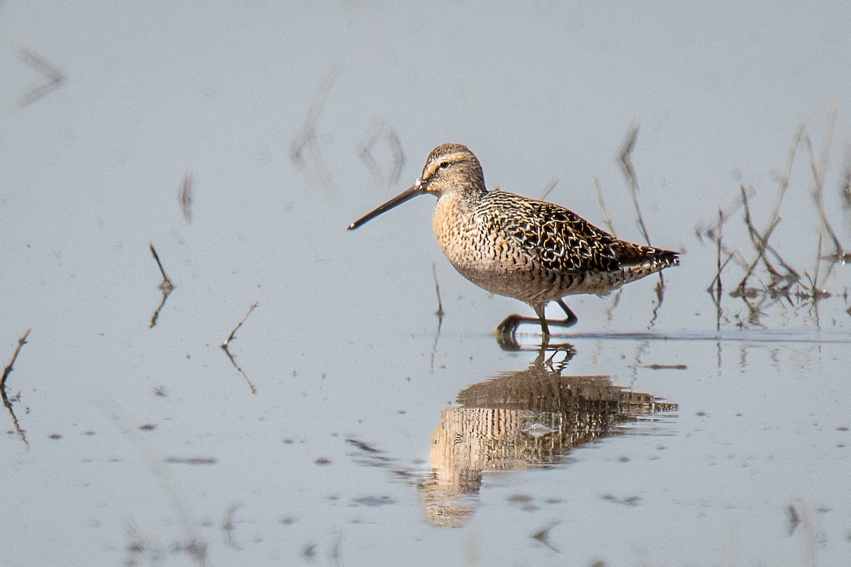 Long-billed Dowitcher - ML618622420