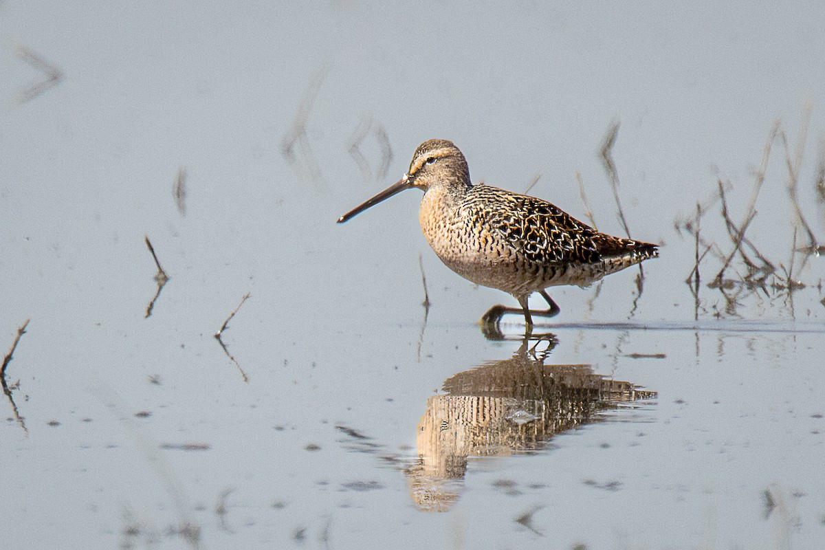 langnebbekkasinsnipe - ML618622420