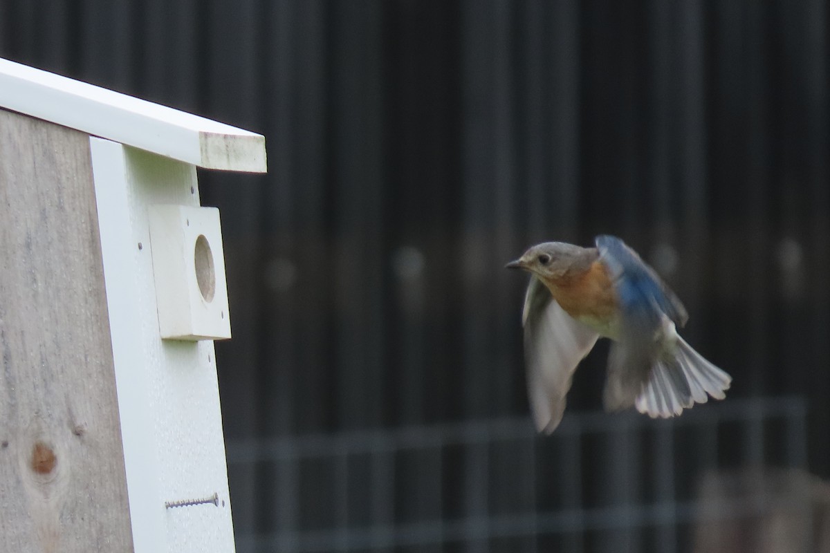 Eastern Bluebird - Barb Gregory