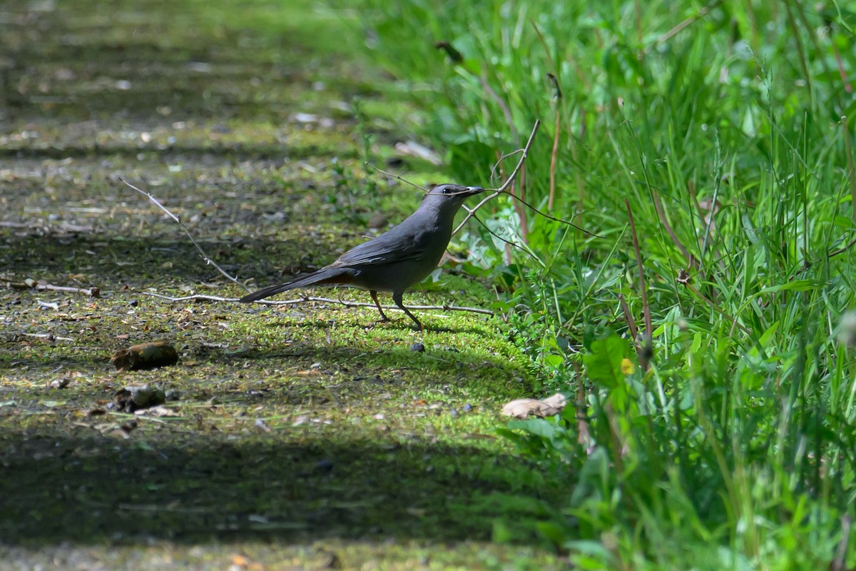 Gray Catbird - Deborah Bifulco