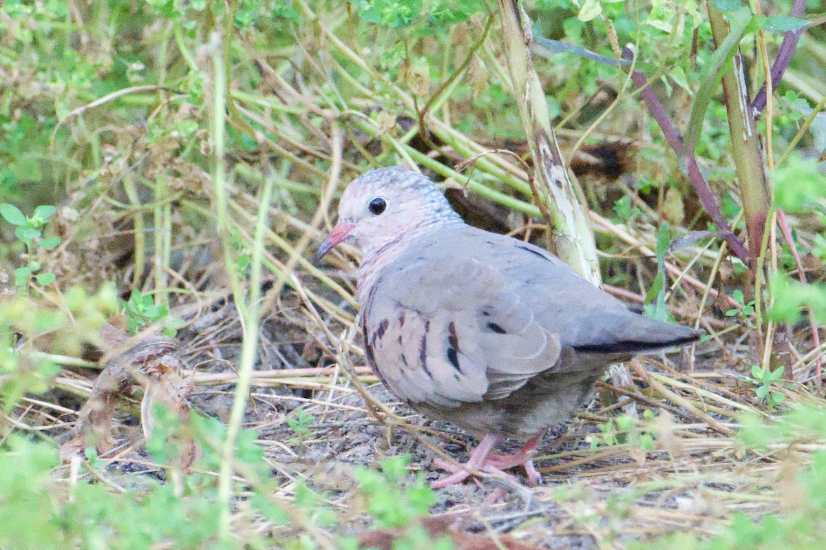 Common Ground Dove - ML618622455