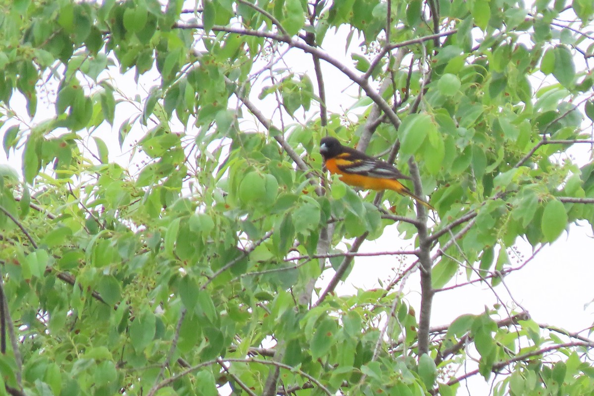 Baltimore Oriole - Barb Gregory