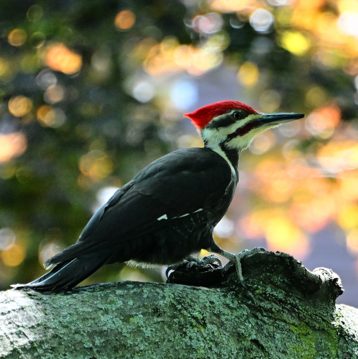 Pileated Woodpecker - Chris Zimmer