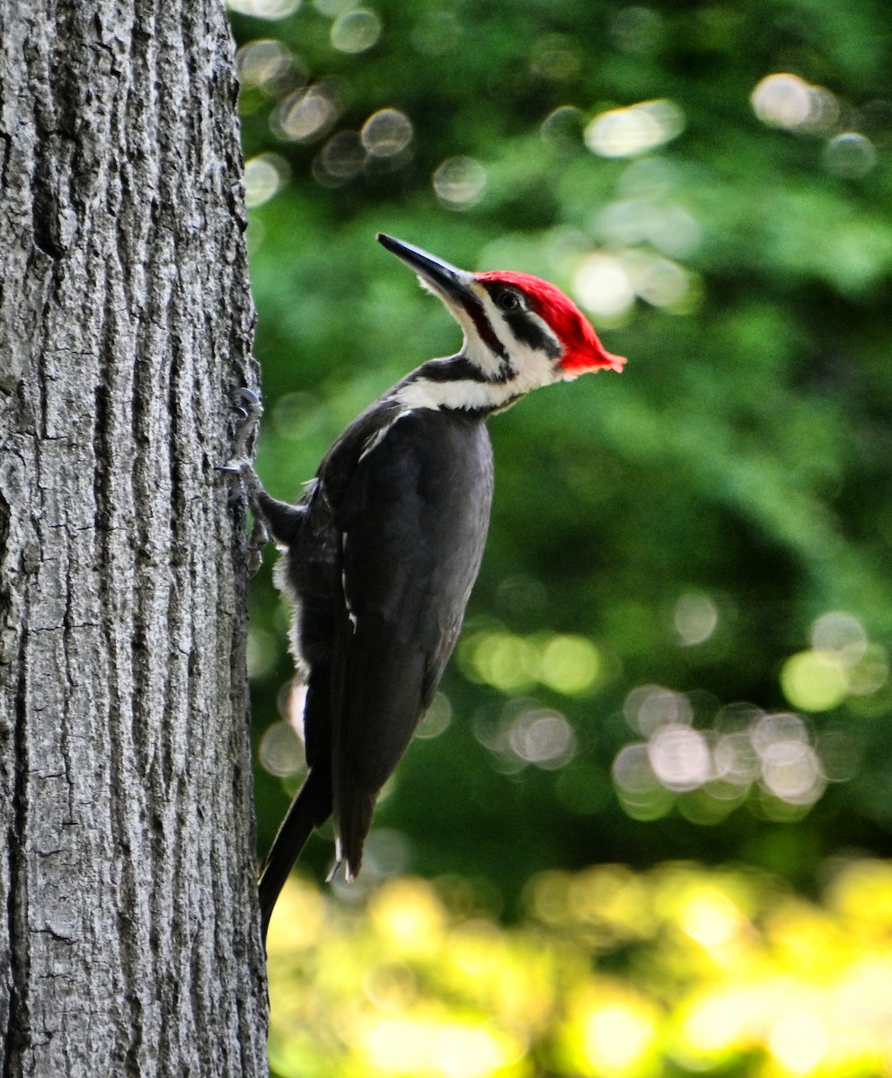 Pileated Woodpecker - ML618622496
