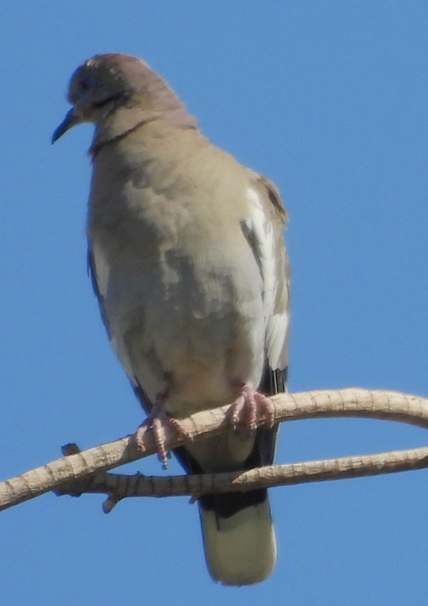 White-winged Dove - ML618622503