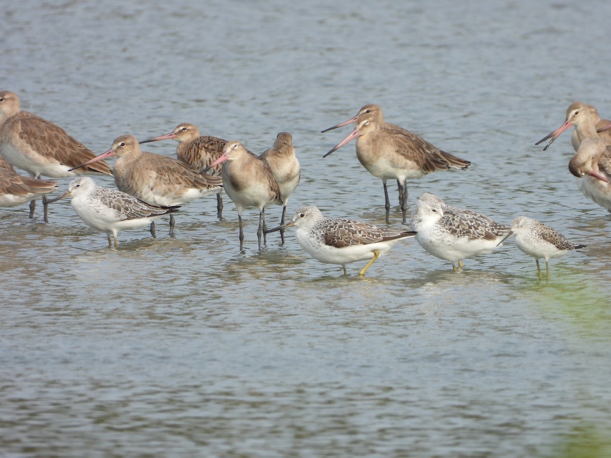 Nordmann's Greenshank - ML618622504