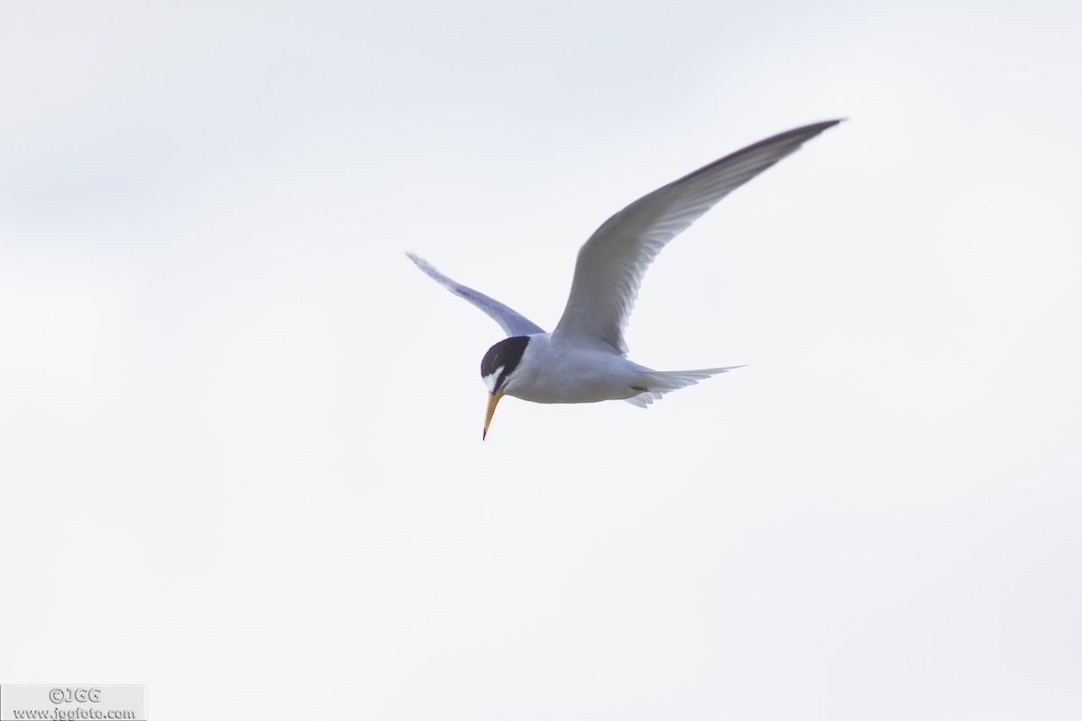 Little Tern - Javier Gómez González