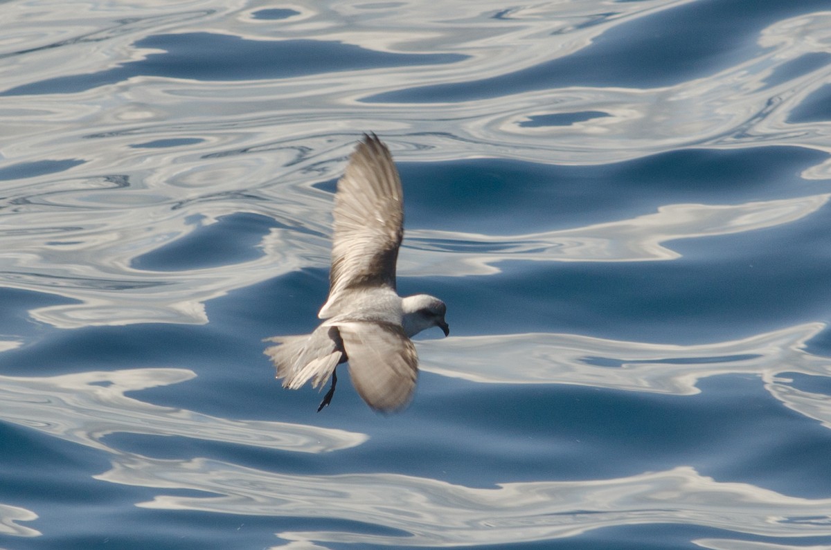 Fork-tailed Storm-Petrel - ML618622566