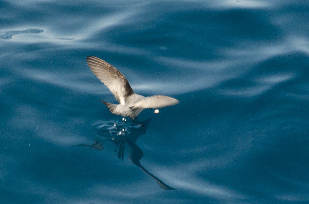 Fork-tailed Storm-Petrel - ML618622568