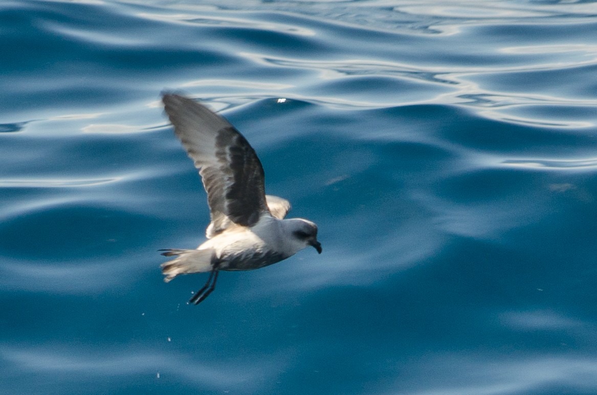 Fork-tailed Storm-Petrel - ML618622569