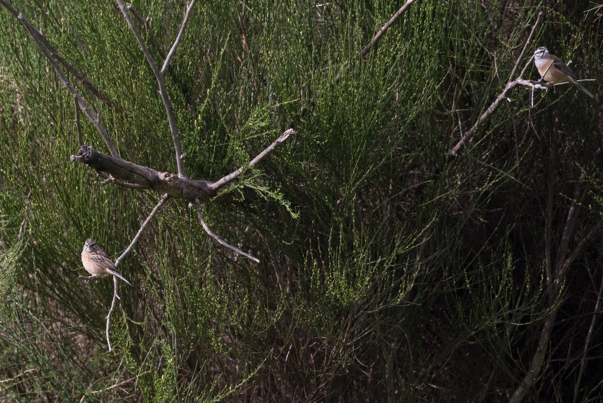 Rock Bunting - ML618622575