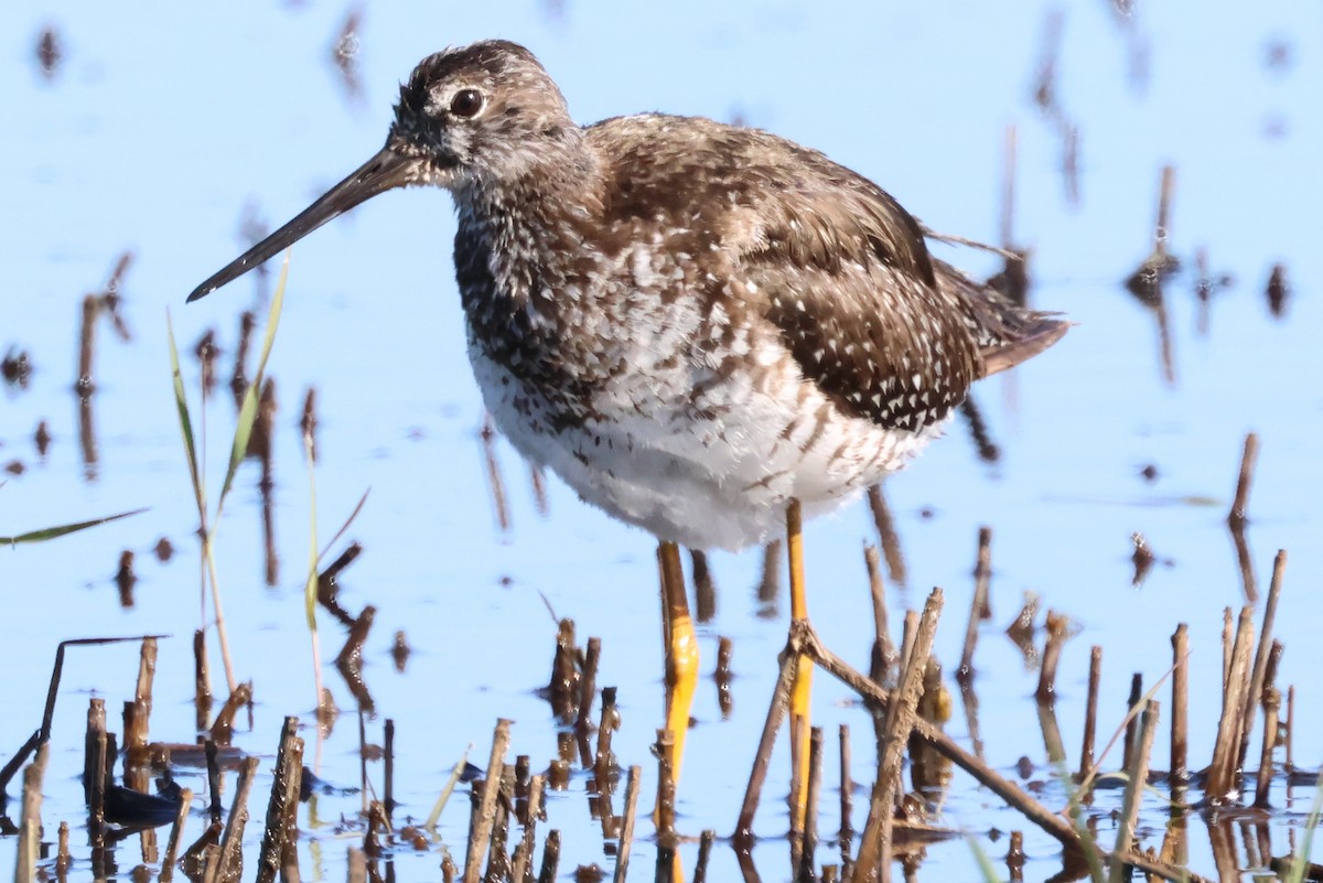 Greater Yellowlegs - Stephen Fettig