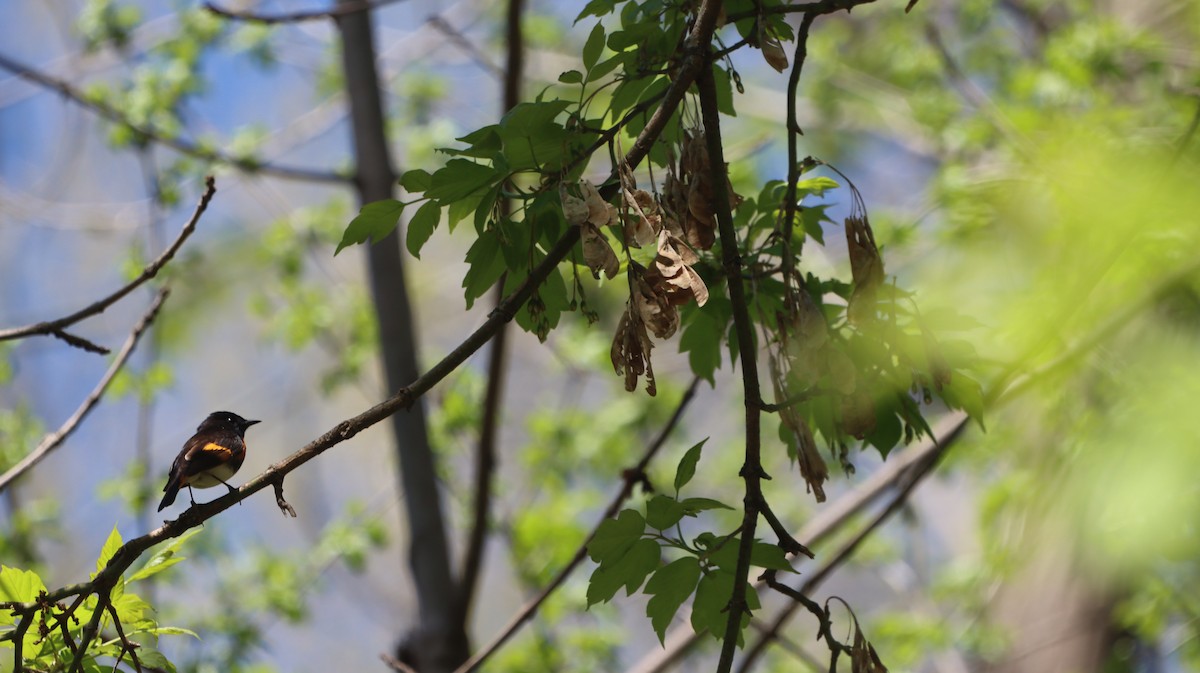 American Redstart - ML618622594