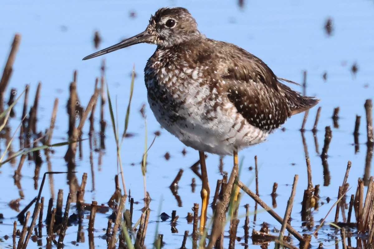 Greater Yellowlegs - Stephen Fettig